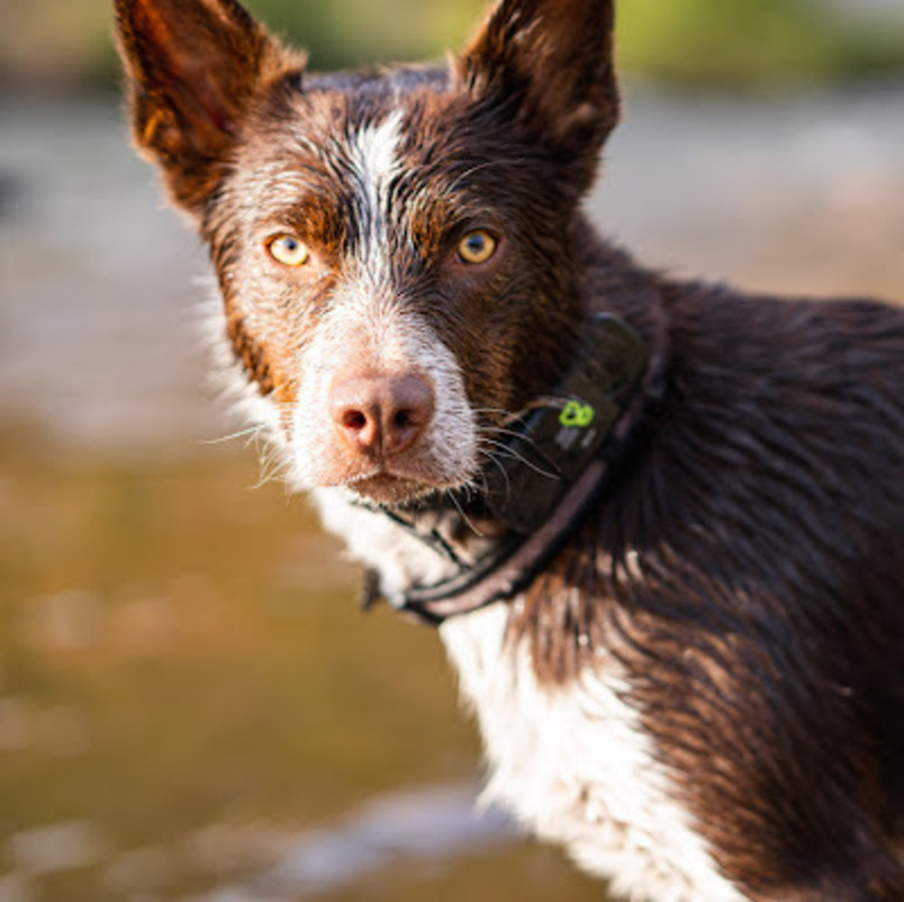 Meet your Posher, Daniel